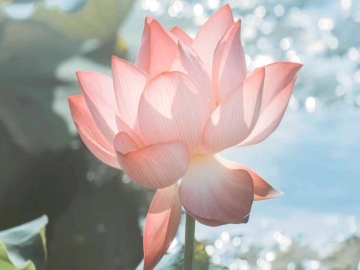 能宽长老荼毗后现观音圣像舍利